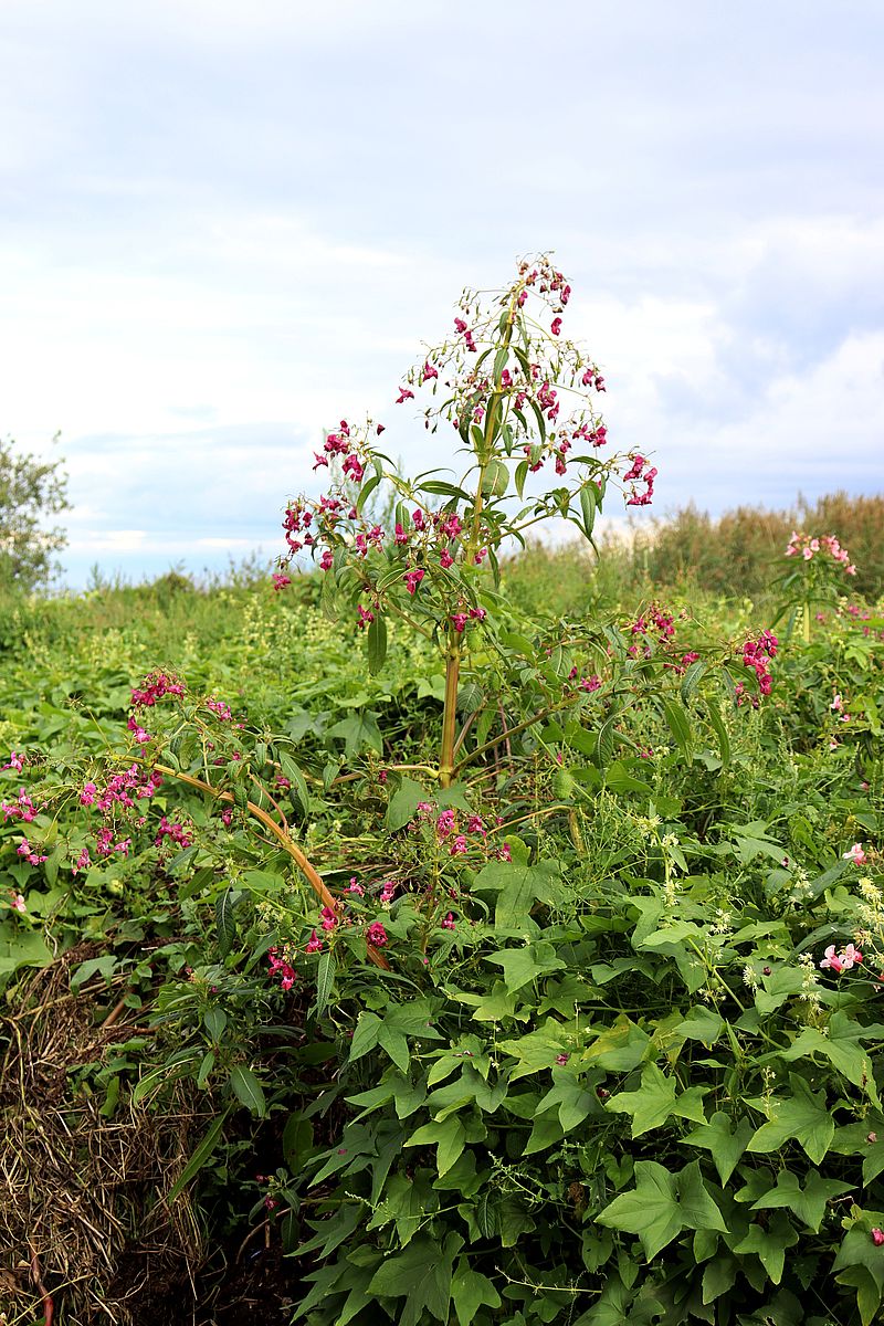 Image of Impatiens glandulifera specimen.