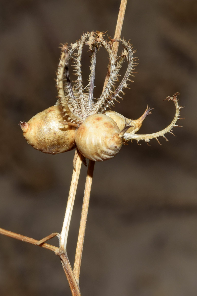 Image of Koelpinia linearis specimen.