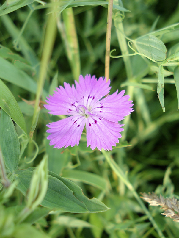 Image of Dianthus versicolor specimen.