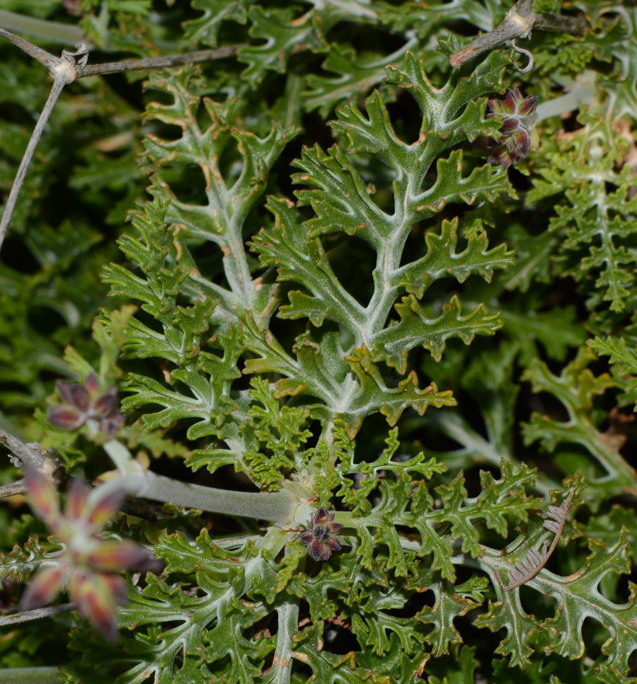 Image of Pelargonium laxum individual.