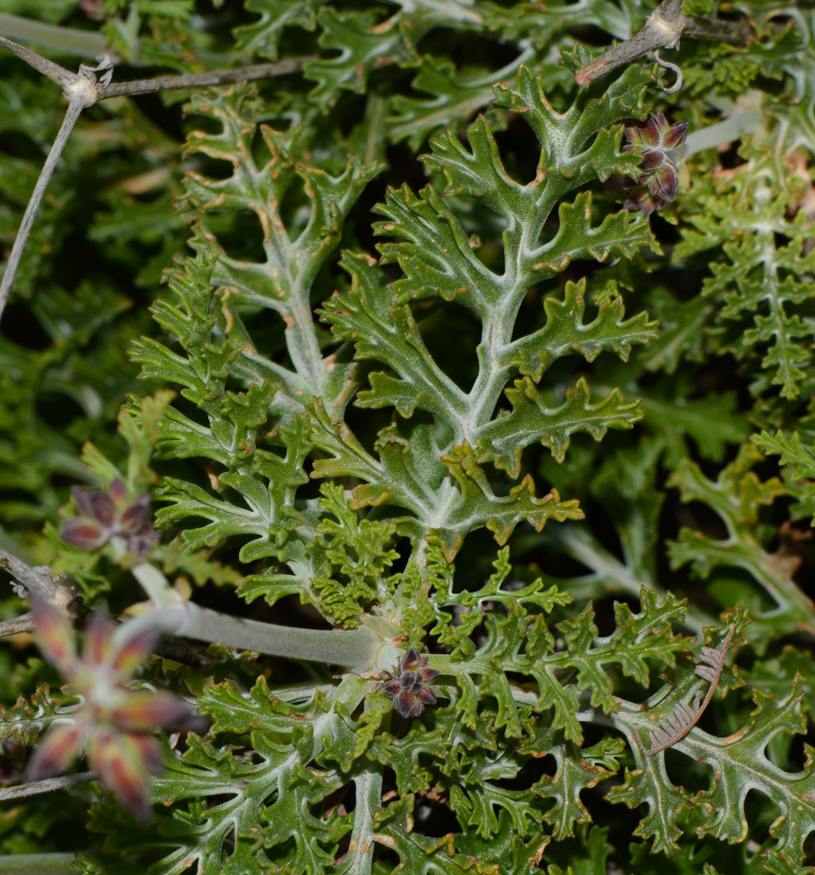 Image of Pelargonium laxum specimen.