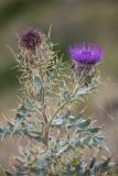 Cirsium pugnax. Верхушка растения с соцветиями. Кабардино-Балкария, Чегемский р-н, окр. с. Булунгу, субальпийский луг. 05.08.2021.