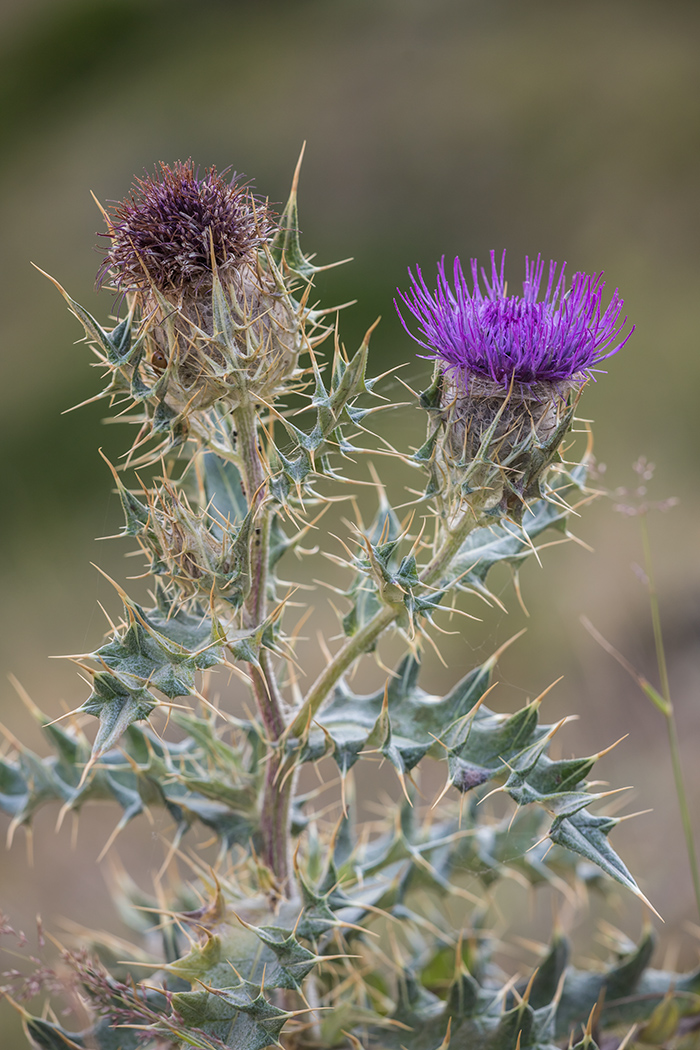 Изображение особи Cirsium pugnax.