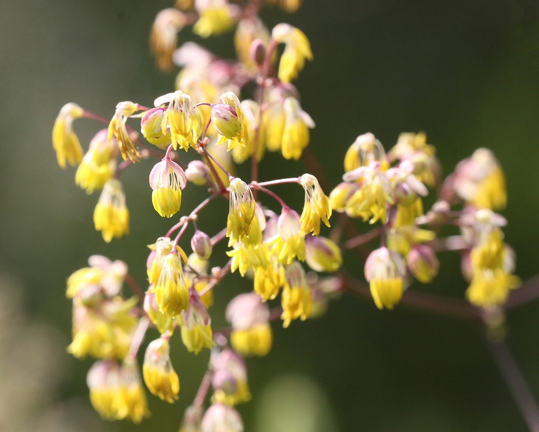 Изображение особи Thalictrum minus.