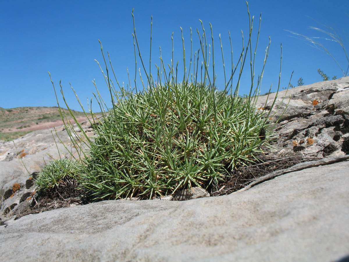 Image of Acantholimon aulieatense specimen.