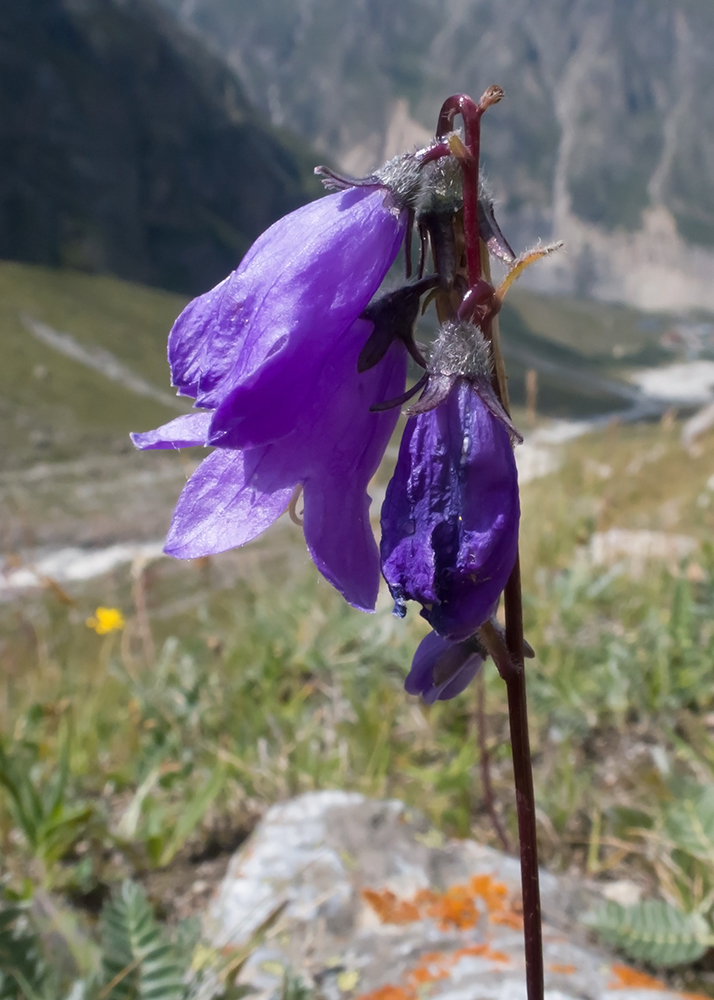 Image of Campanula collina specimen.