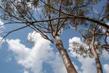 Eucalyptus spathulata