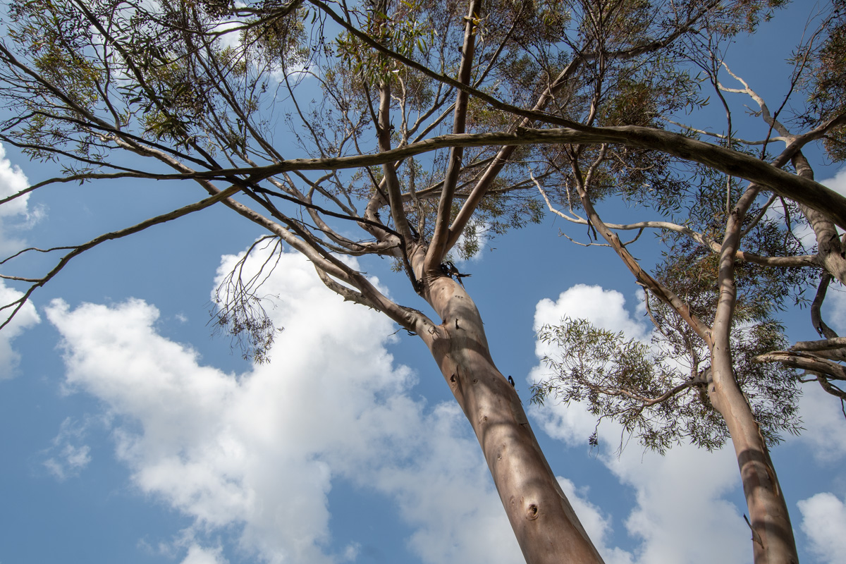 Image of Eucalyptus spathulata specimen.