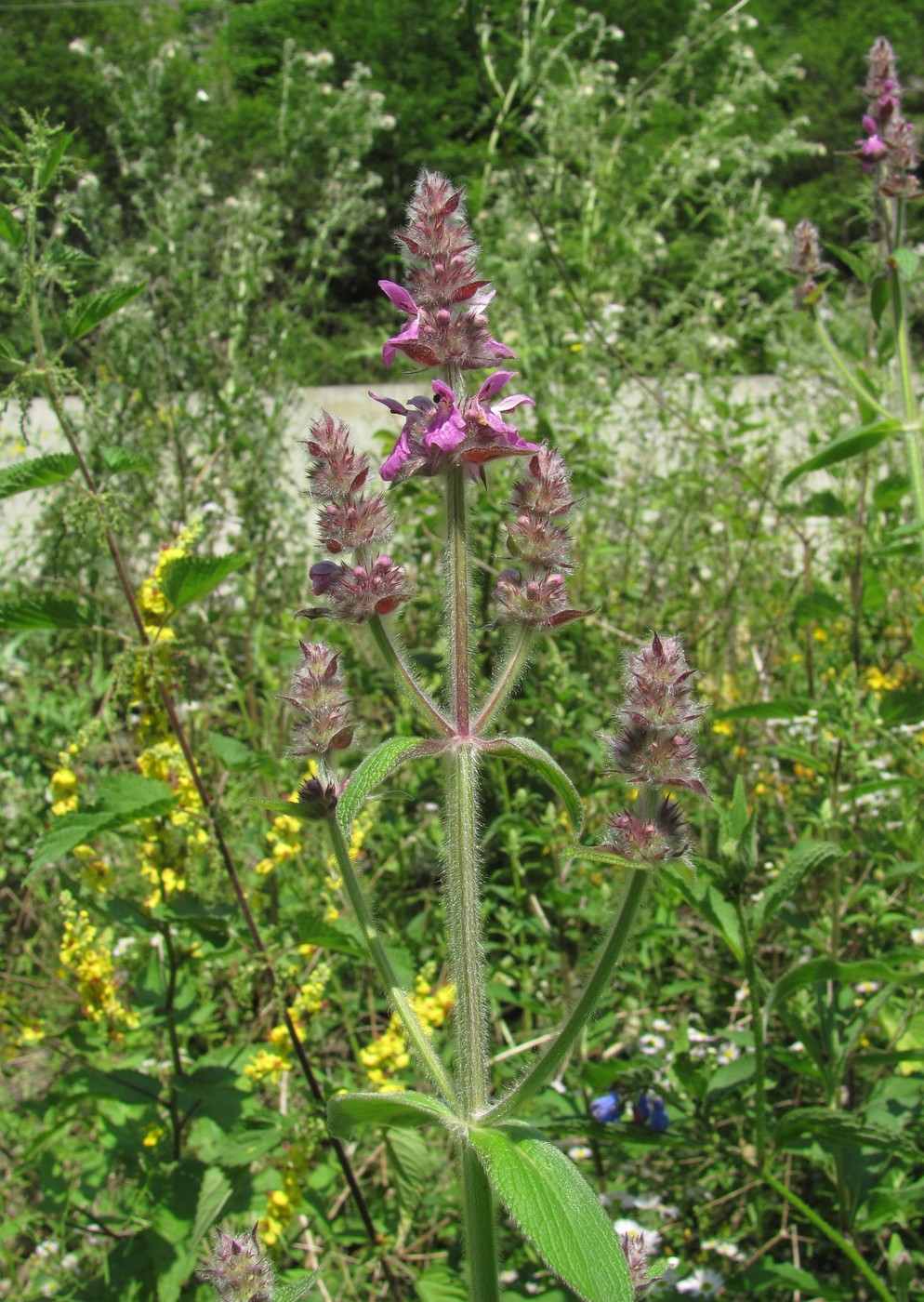 Image of Stachys balansae specimen.