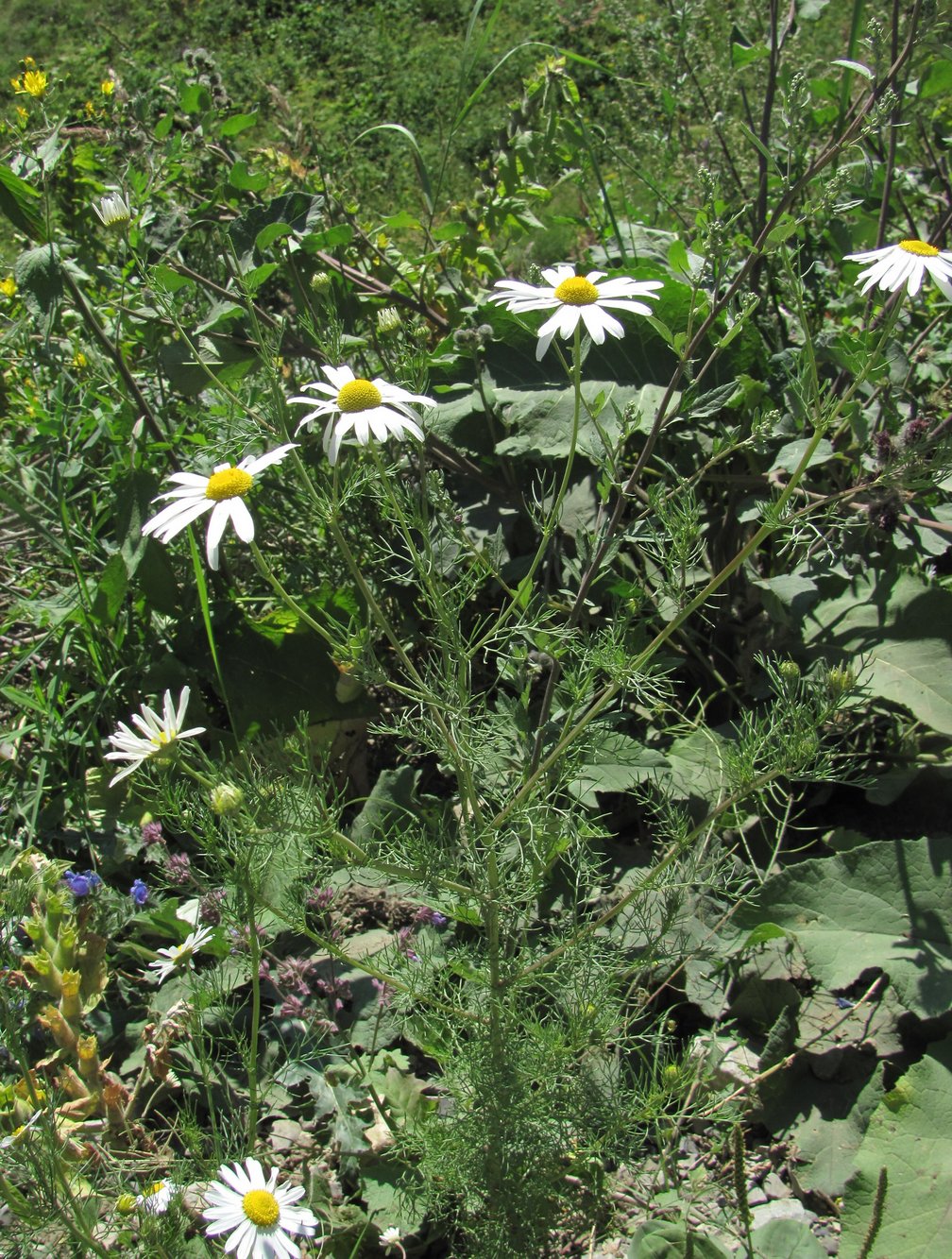 Изображение особи Tripleurospermum inodorum.