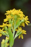 Solidago virgaurea subspecies caucasica. Верхушка побега с соцветиями-корзинками. Республика Северная Осетия-Алания, Ирафский р-н, Большой Кавказ, хр. Фастагдор, левый склон Караугомского ущелья, ≈ 2130 м н.у.м., сосново-берёзовый лес. 09.07.2021.