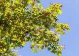 Acer palmatum