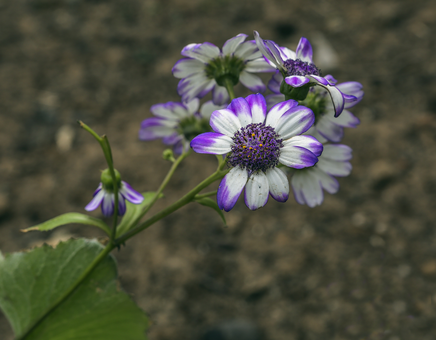 Изображение особи род Pericallis.