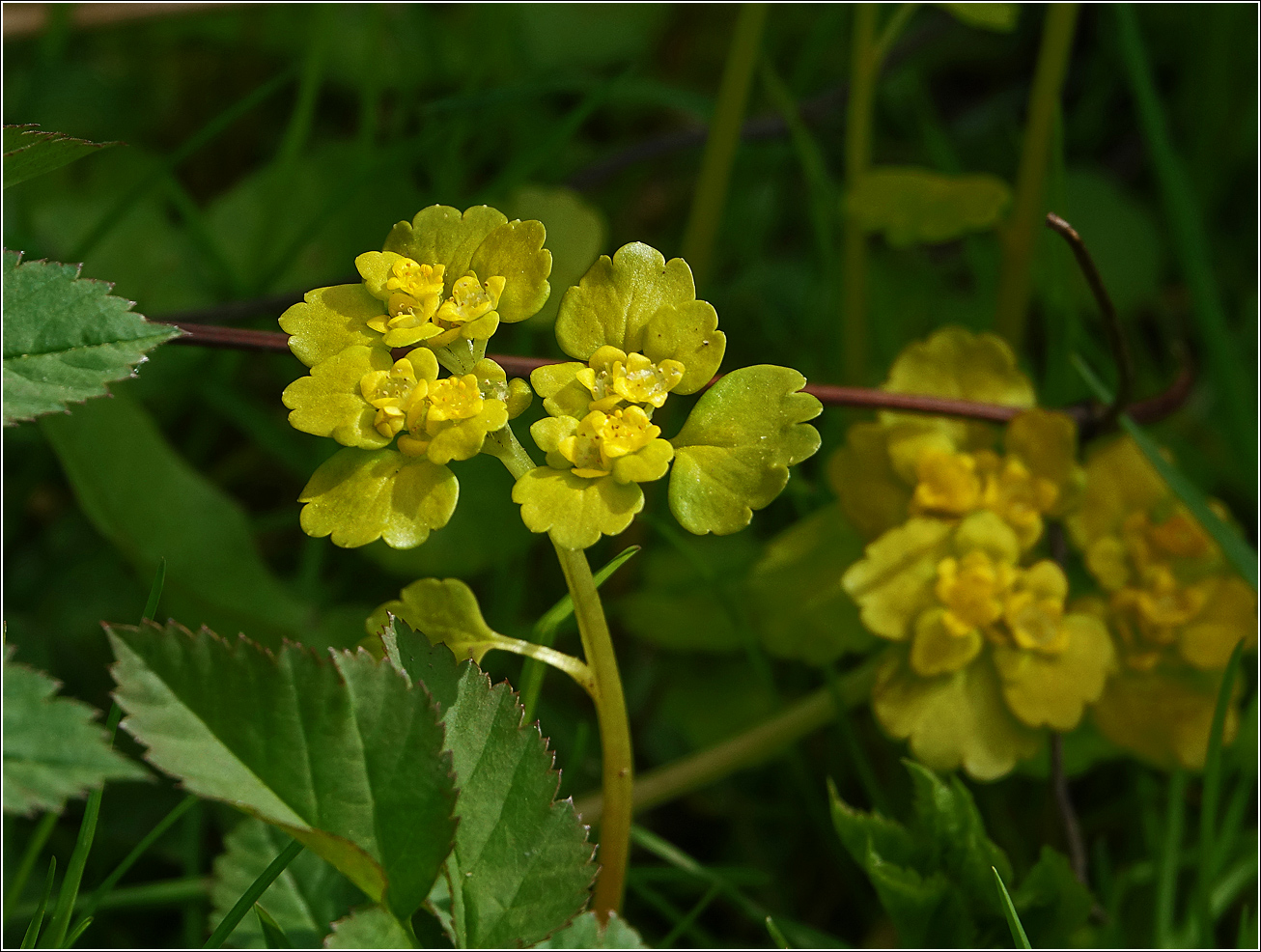 Изображение особи Chrysosplenium alternifolium.