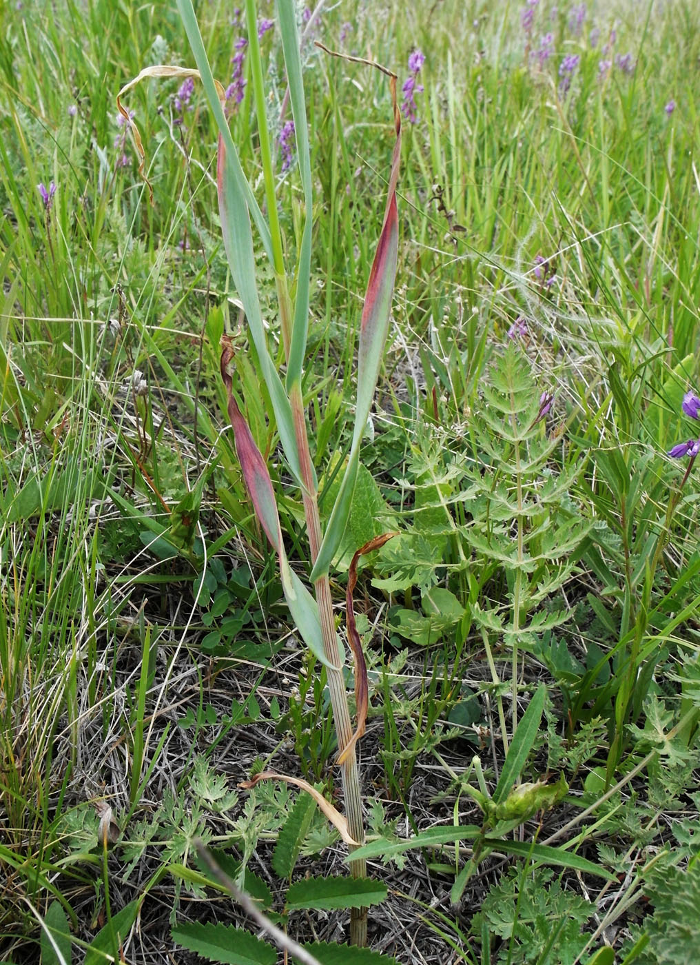 Изображение особи Allium obliquum.