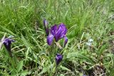 Iris aphylla