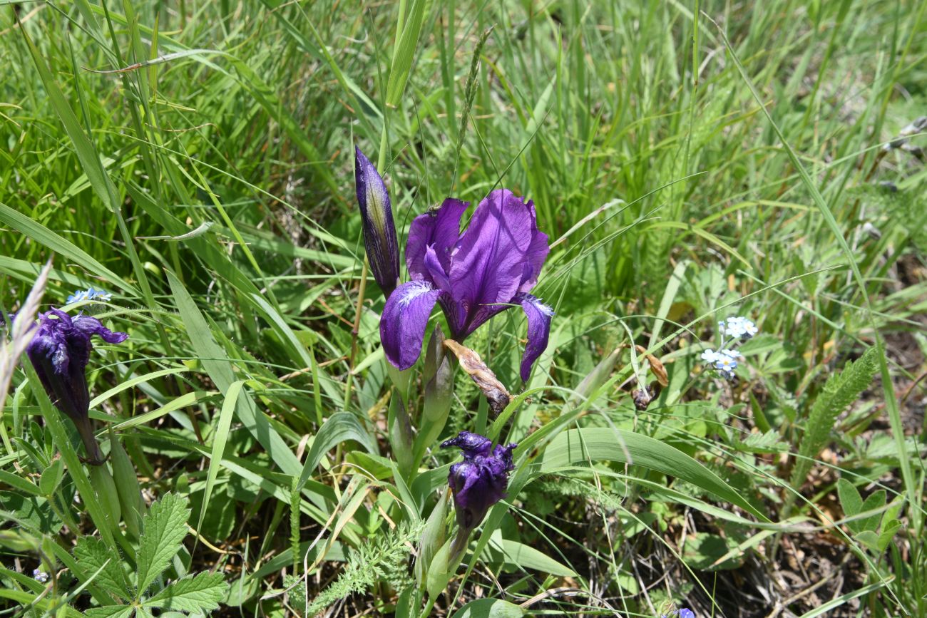 Image of Iris aphylla specimen.