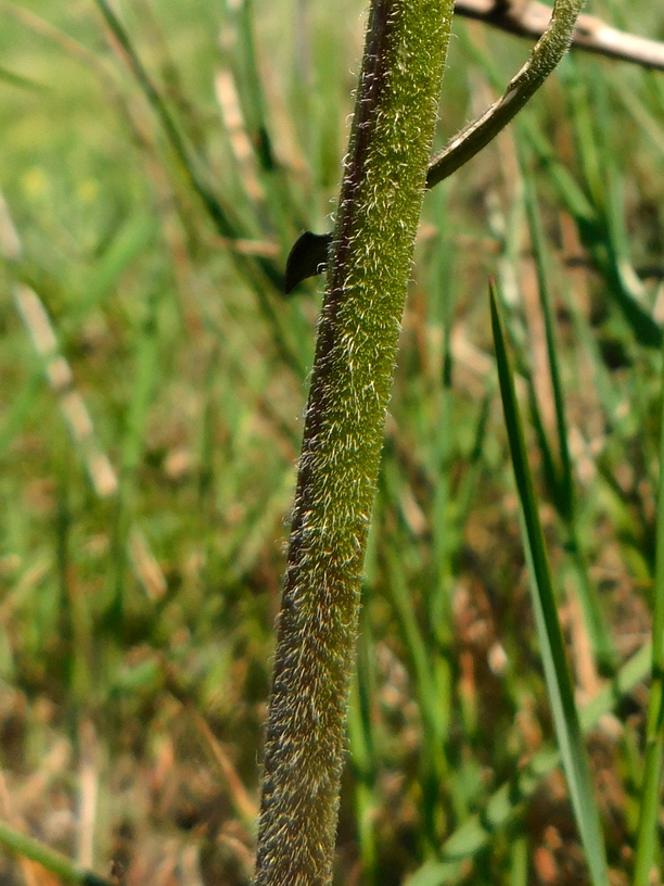 Image of Silene densiflora specimen.