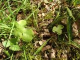 Hepatica nobilis