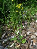 Brassica juncea