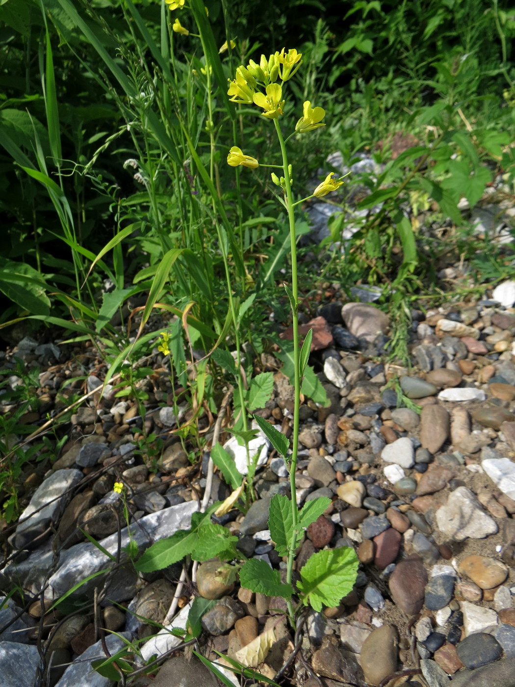 Изображение особи Brassica juncea.