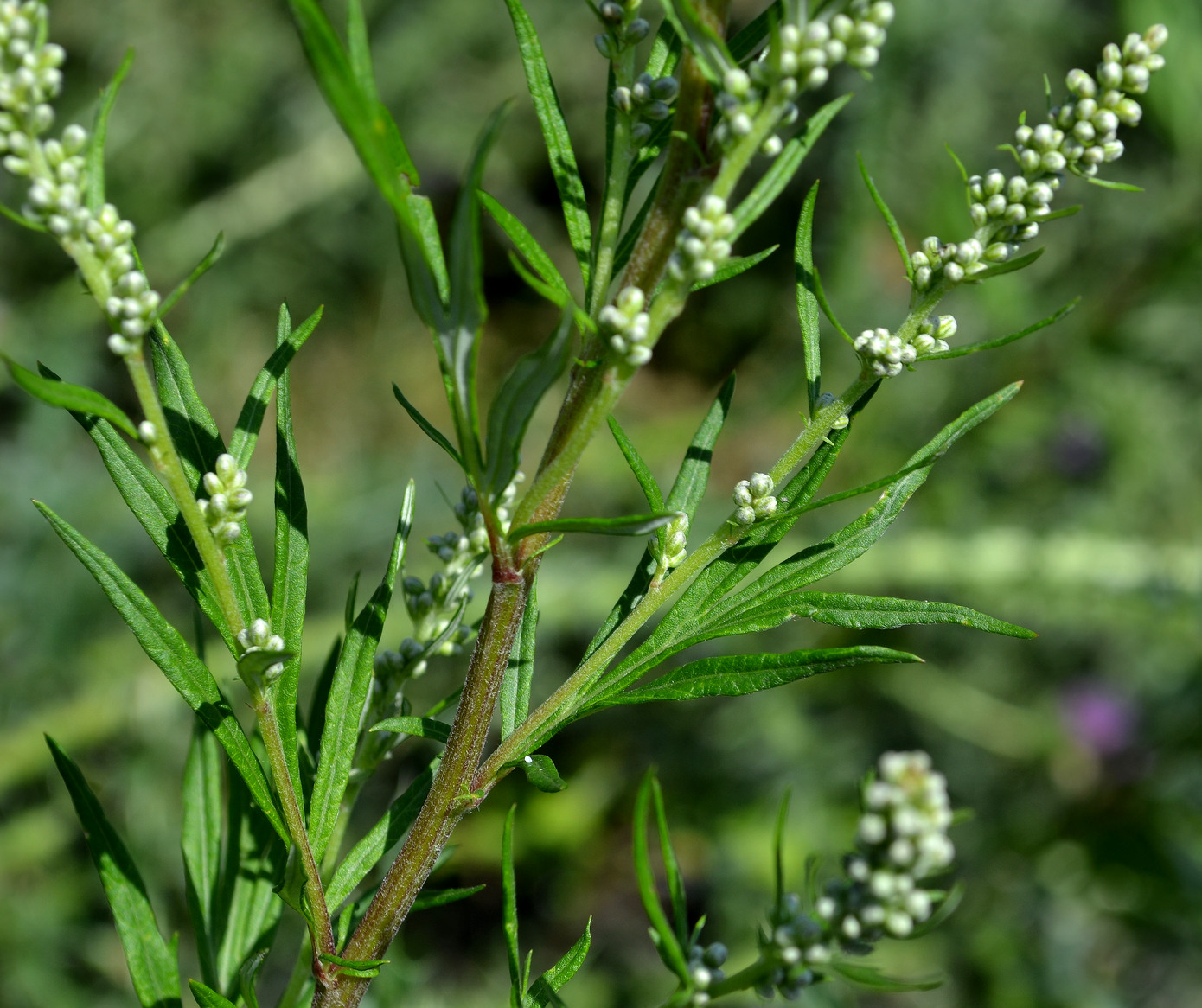 Изображение особи Artemisia vulgaris.