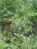 Cotinus coggygria