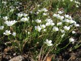 Minuartia arctica