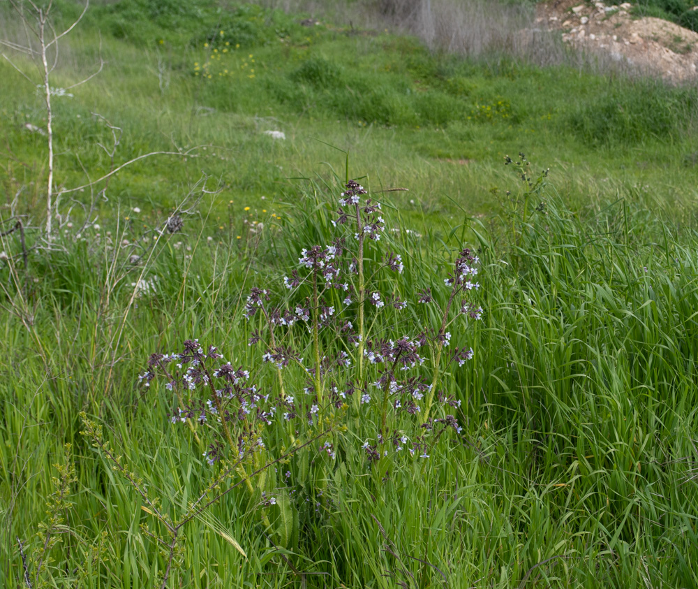 Image of Cynoglossum creticum specimen.