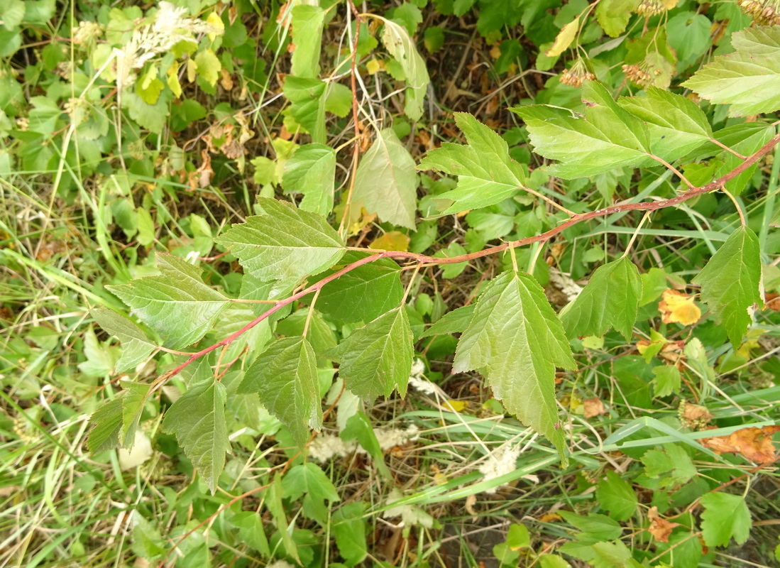 Image of Physocarpus opulifolius specimen.