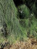 Casuarina equisetifolia