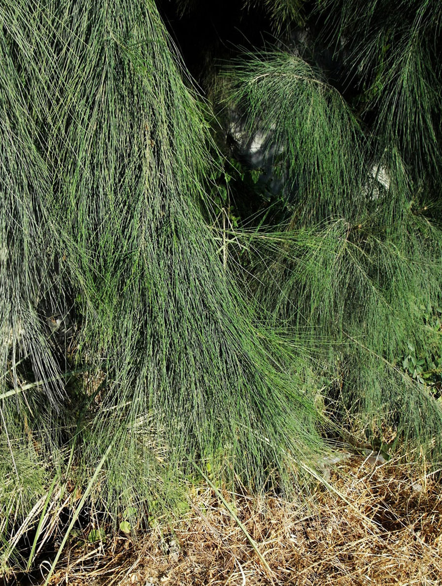 Изображение особи Casuarina equisetifolia.