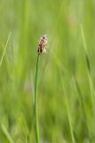род Eleocharis
