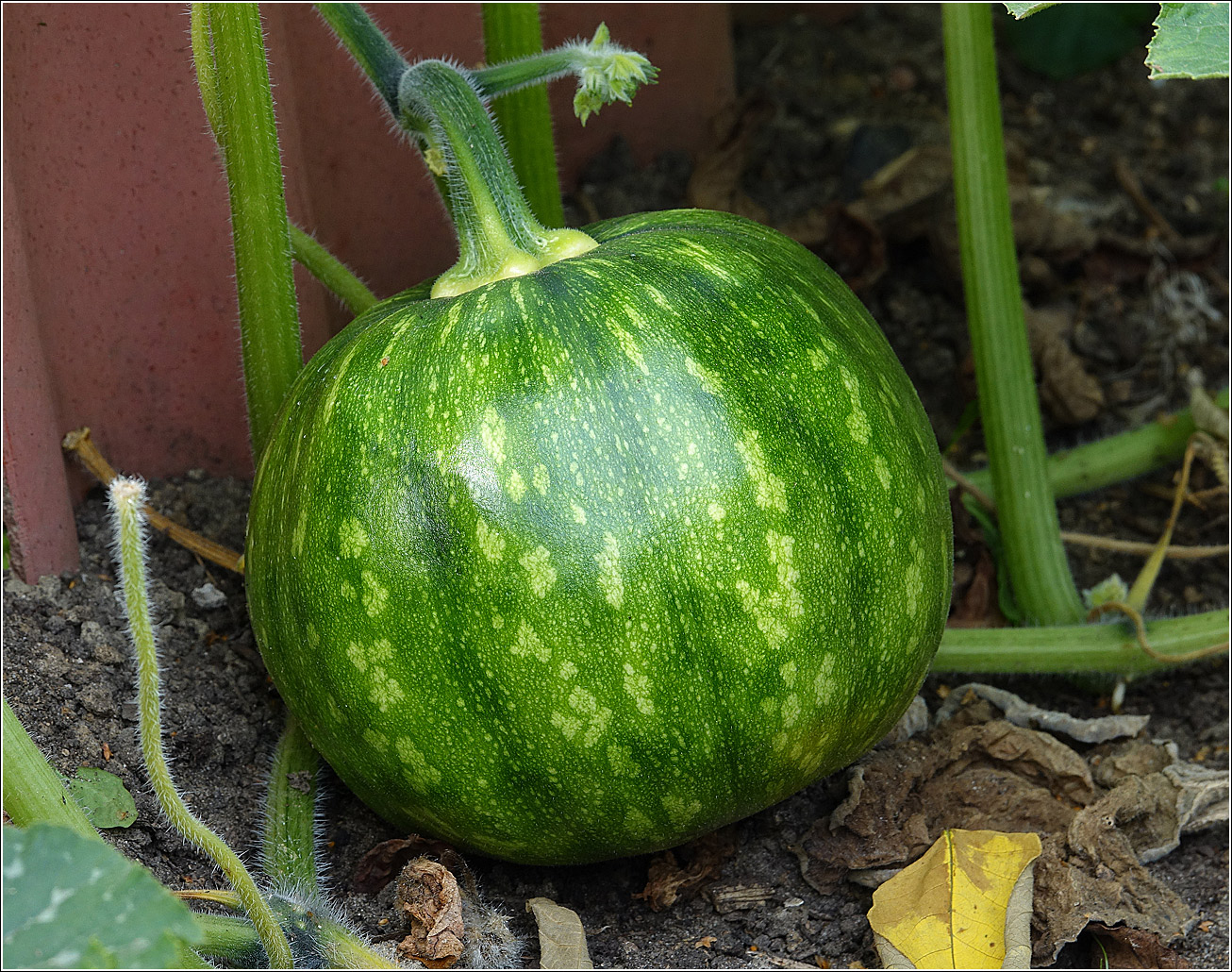 Изображение особи Cucurbita pepo.