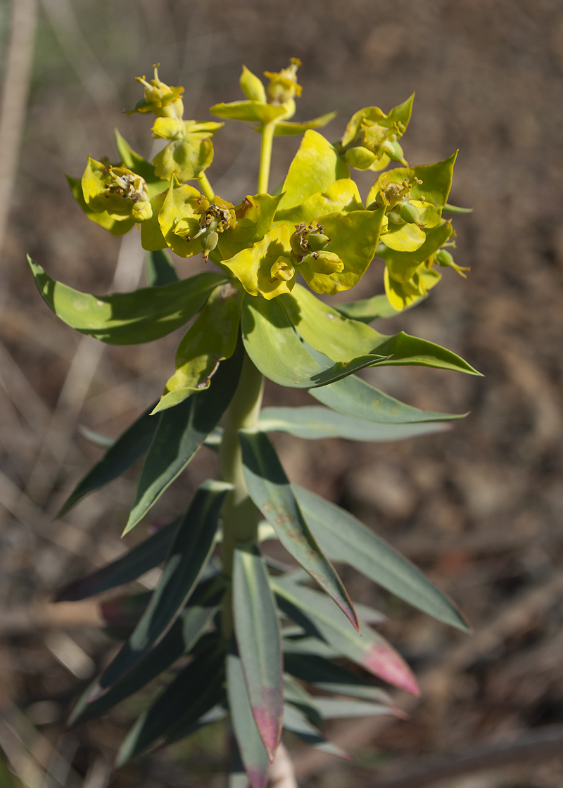 Изображение особи Euphorbia rigida.