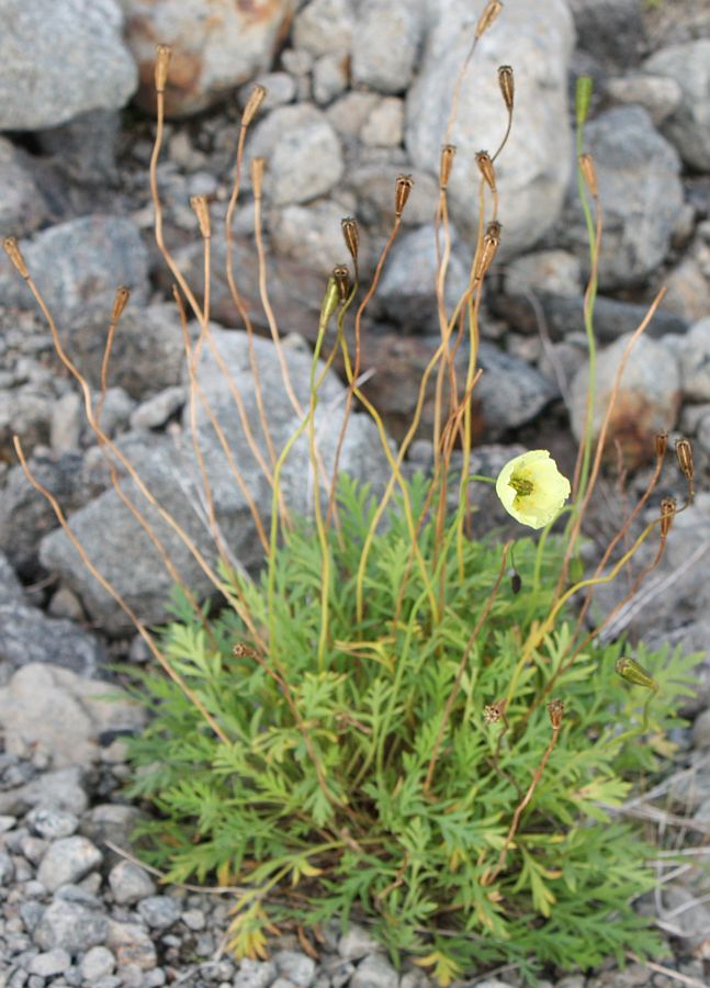 Изображение особи Papaver lapponicum.