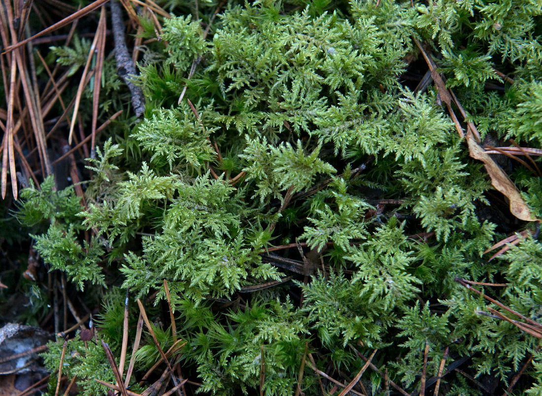 Изображение особи Hylocomium splendens.