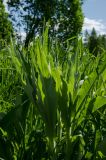 Cirsium heterophyllum. Верхушки молодых побегов; видна абаксиальная поверхность листьев. Пермский край, Александровский муниципальный округ, окр. пос. База, дол. р. Яйва, луг. 13 июня 2022 г.