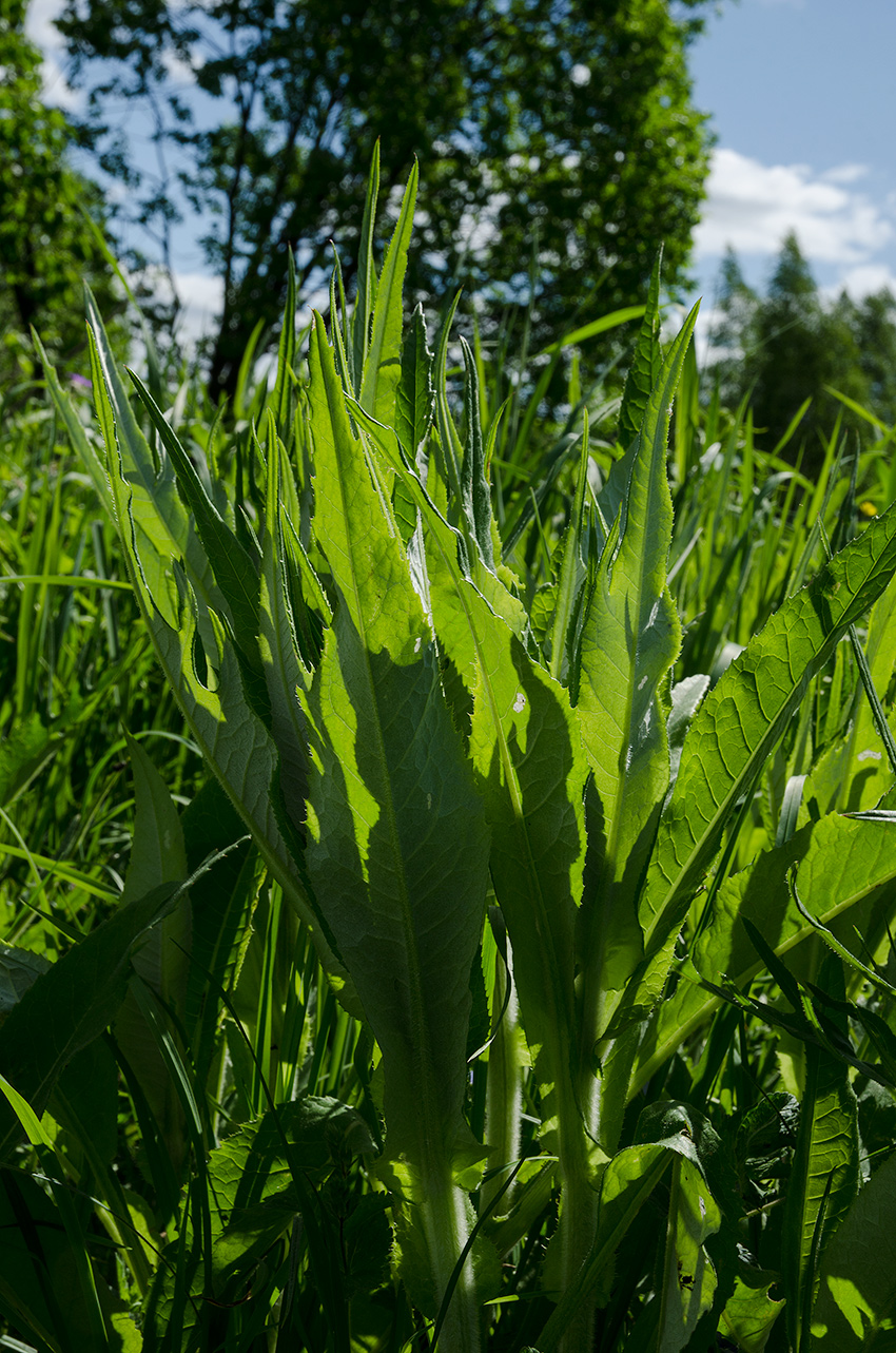 Изображение особи Cirsium heterophyllum.