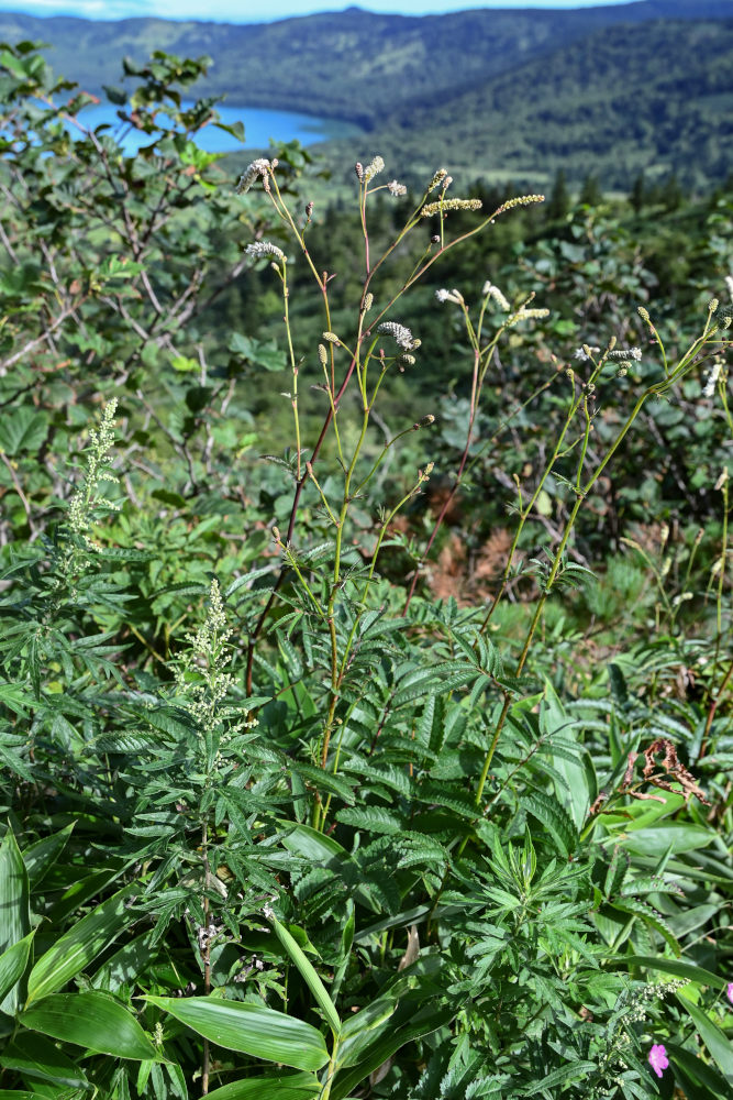 Image of Sanguisorba tenuifolia specimen.