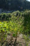 Epilobium hirsutum. Цветущее и плодоносящее растение в сообществе с предположительно Petasites radiatus. Пермский край, Кунгурский р-н, Ленское сельское поселение, окр. дер. Веслянка, дол. р. Ирень, зарастающий луговой растительностью галечник. 6 августа 2022 г.