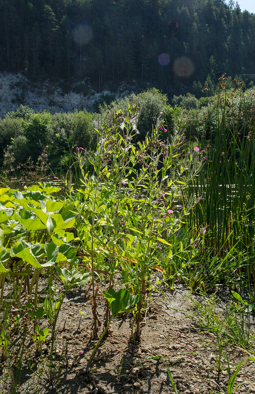 Изображение особи Epilobium hirsutum.