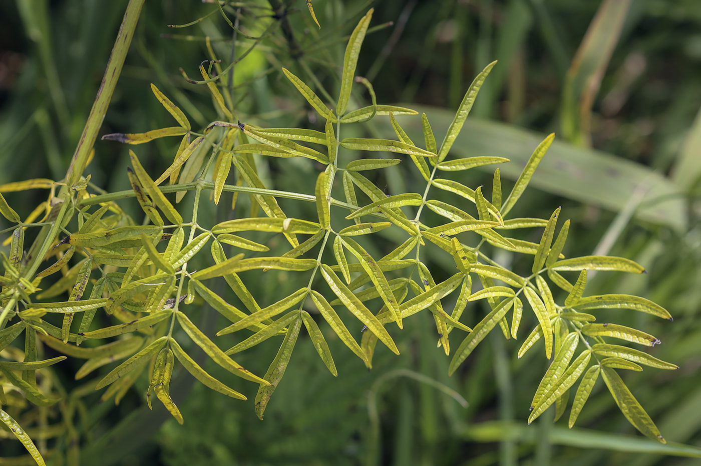 Image of Thalictrum lucidum specimen.