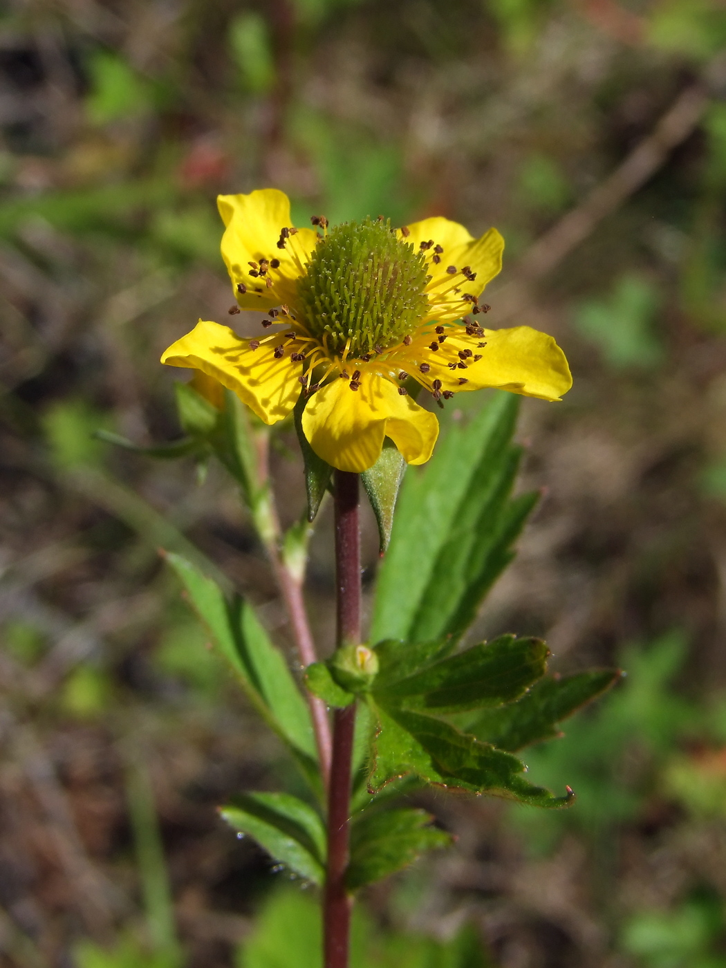 Изображение особи Geum aleppicum.