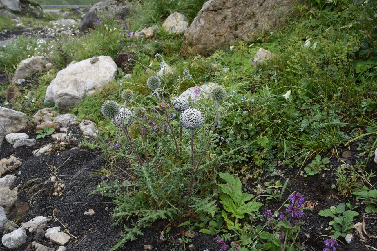 Изображение особи Echinops sphaerocephalus.