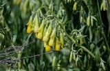 Onosma sericea. Верхушка побега с соцветием. Армения, обл. Арагацотн, гора Арагац, ущелье р. Аркашен, крепость Амберд, ≈ 2300 м н.у.м., каменистый участок лугового склона. 20.06.2022.