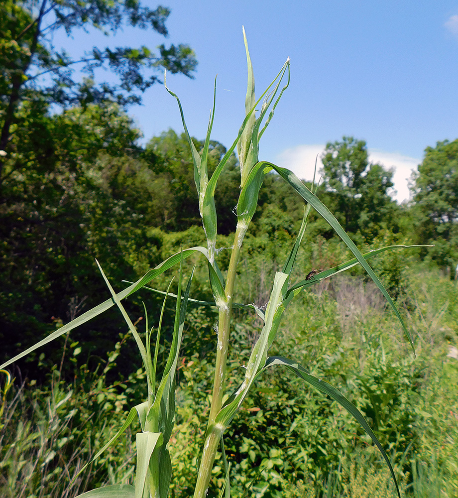 Изображение особи Tragopogon dasyrhynchus.