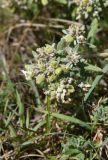 Teucrium capitatum