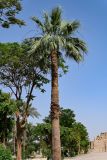 Washingtonia robusta