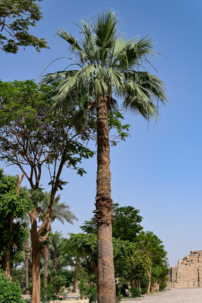 Image of Washingtonia robusta specimen.